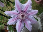 ファイル 2537-2.jpg