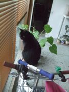 ファイル 2541-1.jpg