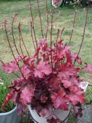 ファイル 2542-1.jpg