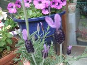 ファイル 2543-1.jpg