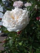 ファイル 2548-1.jpg