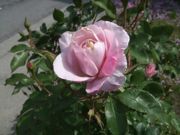 ファイル 2548-2.jpg