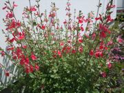 ファイル 2550-1.jpg