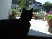 ファイル 2552-1.jpg