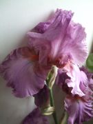 ファイル 2553-1.jpg