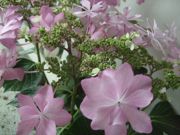 ファイル 2554-1.jpg