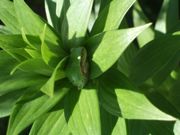 ファイル 2556-1.jpg