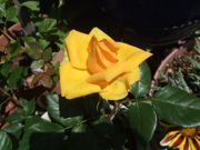 ファイル 2558-1.jpg