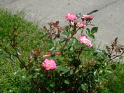 ファイル 2558-2.jpg