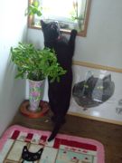 ファイル 2561-1.jpg