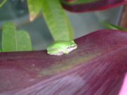 ファイル 2562-1.jpg