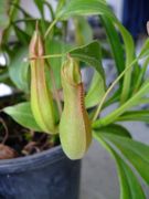 ファイル 2564-1.jpg