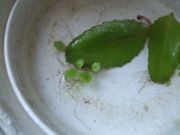 ファイル 2566-1.jpg