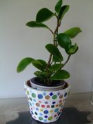 ファイル 2567-2.jpg