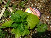 ファイル 2568-1.jpg