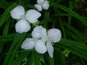 ファイル 2570-1.jpg