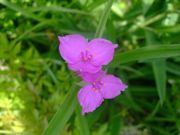 ファイル 2570-2.jpg