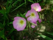 ファイル 2571-1.jpg