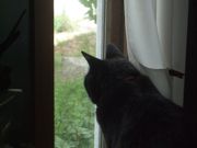 ファイル 2572-1.jpg