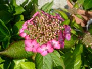 ファイル 2573-1.jpg