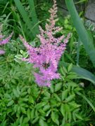 ファイル 2583-1.jpg