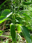 ファイル 2584-1.jpg