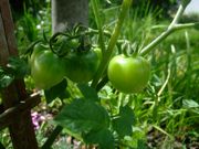 ファイル 2584-2.jpg