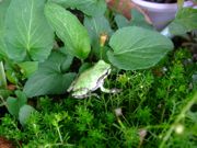 ファイル 2586-2.jpg