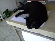 ファイル 2586-4.jpg