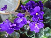 ファイル 2588-1.jpg