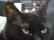 ファイル 2589-1.jpg