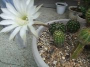 ファイル 2591-1.jpg