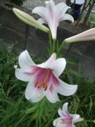 ファイル 2594-1.jpg