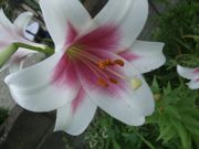 ファイル 2594-2.jpg