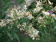 ファイル 2595-1.jpg