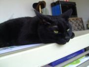 ファイル 2597-1.jpg