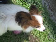 ファイル 2602-1.jpg