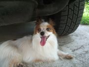 ファイル 2602-2.jpg