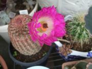 ファイル 2606-1.jpg