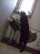 ファイル 2607-1.jpg