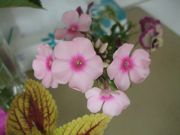 ファイル 2608-1.jpg