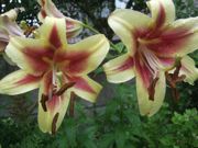 ファイル 2610-1.jpg