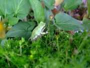 ファイル 2613-1.jpg