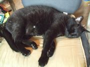 ファイル 2614-1.jpg