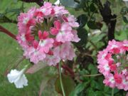 ファイル 2615-1.jpg