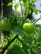 ファイル 2627-1.jpg