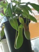 ファイル 2632-1.jpg