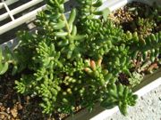 ファイル 2635-1.jpg