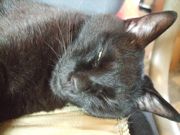 ファイル 2636-3.jpg