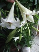 ファイル 2646-1.jpg